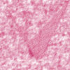 pink11.gif